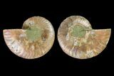 Agatized Ammonite Fossil - Madagascar #145994-1